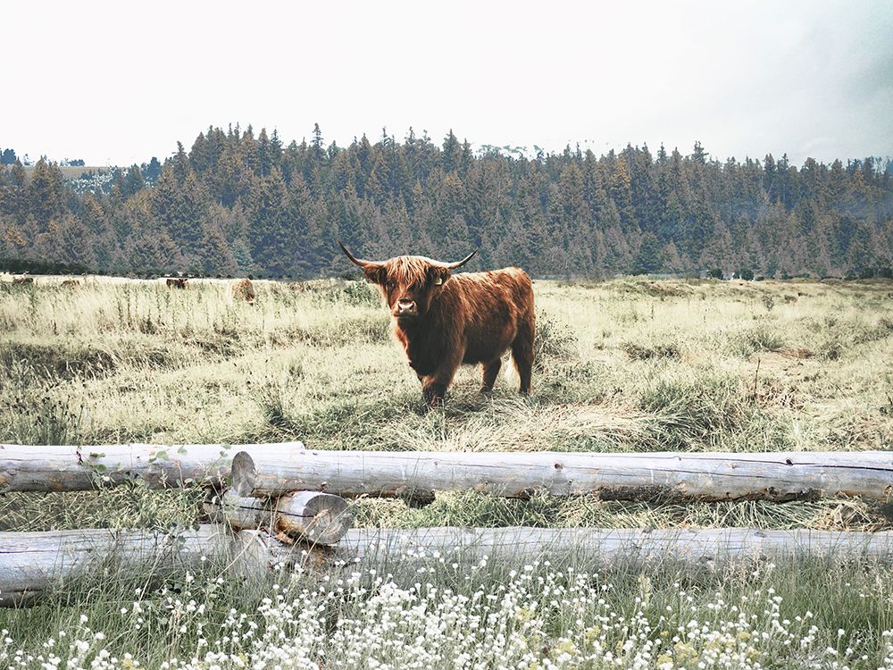 Roaming Around art print by Gail Peck for $57.95 CAD