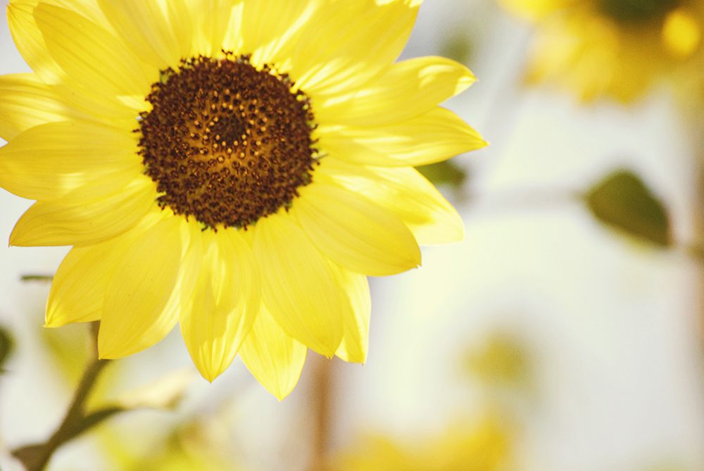 Yellow Daisy Shot art print by Gail Peck for $57.95 CAD