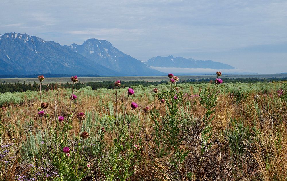 Looking Past the Wildflowers art print by Gail Peck for $57.95 CAD