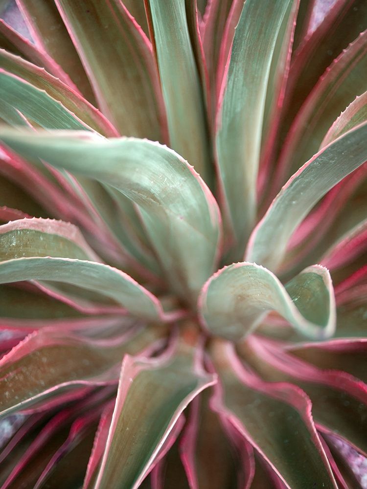 Pink Agave art print by Susan Bryant for $57.95 CAD