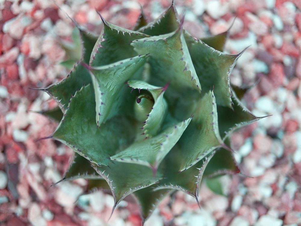 Agave Shot art print by Susan Bryant for $57.95 CAD