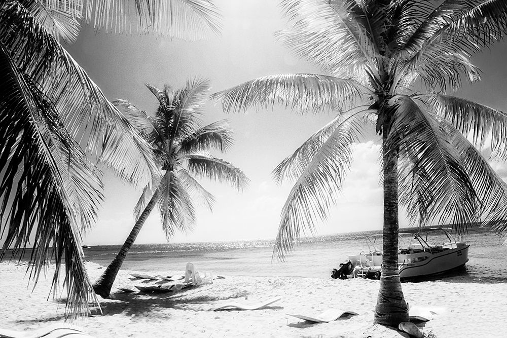 Palm View Black and White art print by Emily Navas for $57.95 CAD