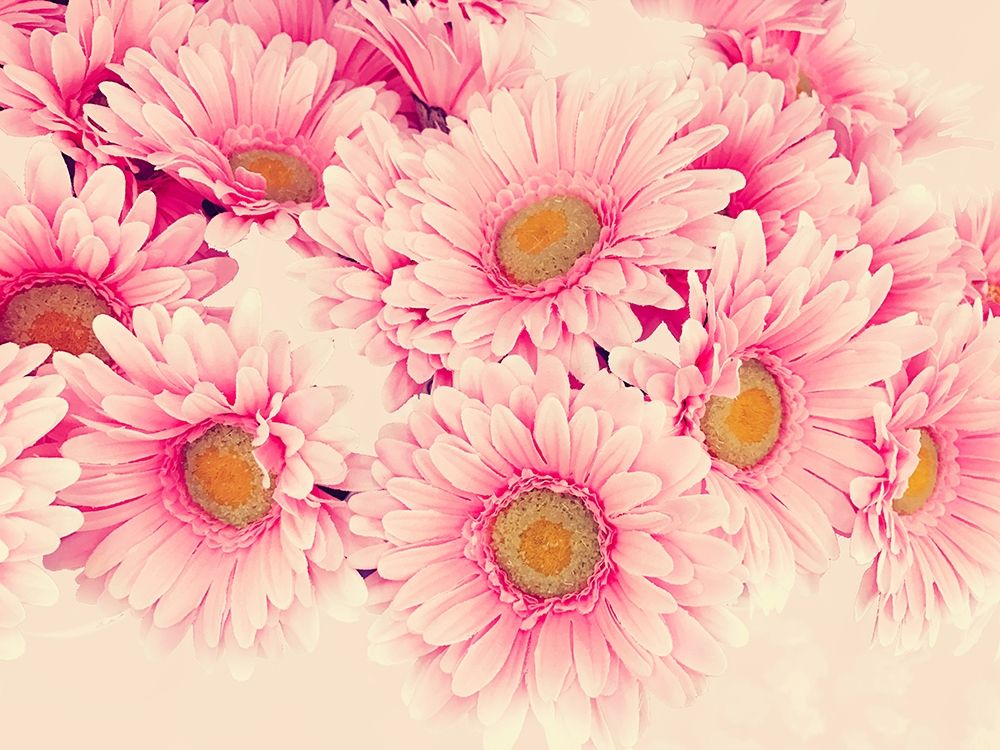 Pink Daisies I art print by Emily Navas for $57.95 CAD