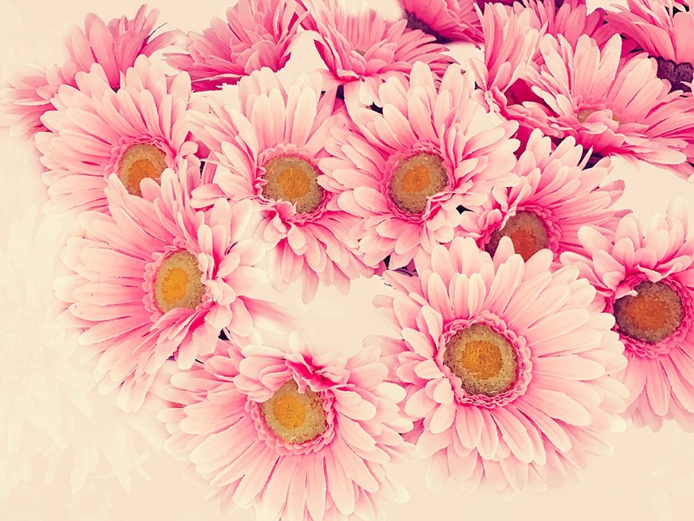 Pink Daisies II art print by Emily Navas for $57.95 CAD