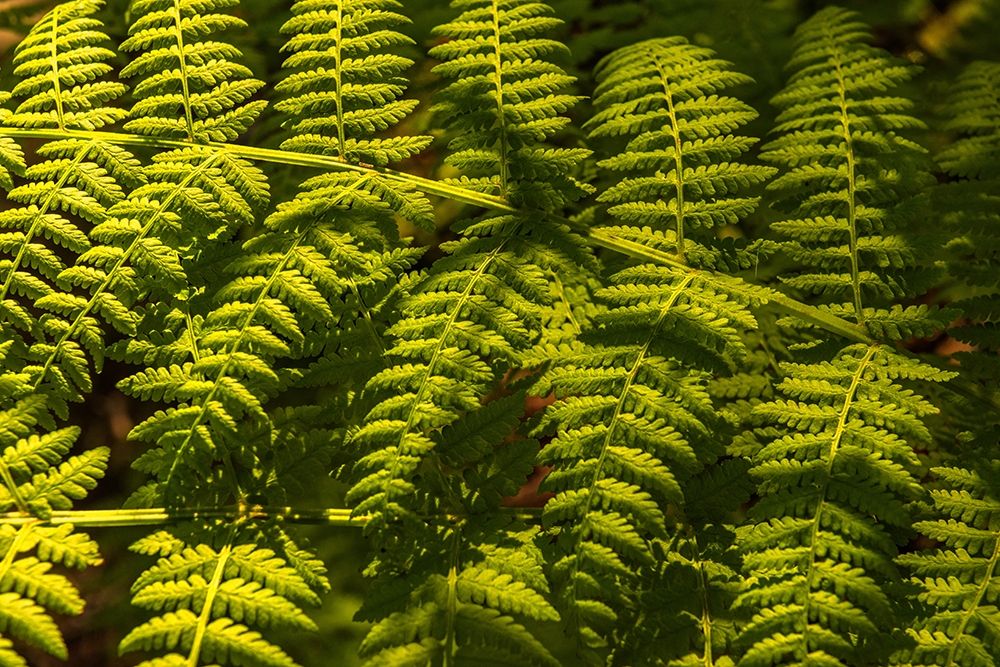 Ferns I art print by Andy Amos for $57.95 CAD