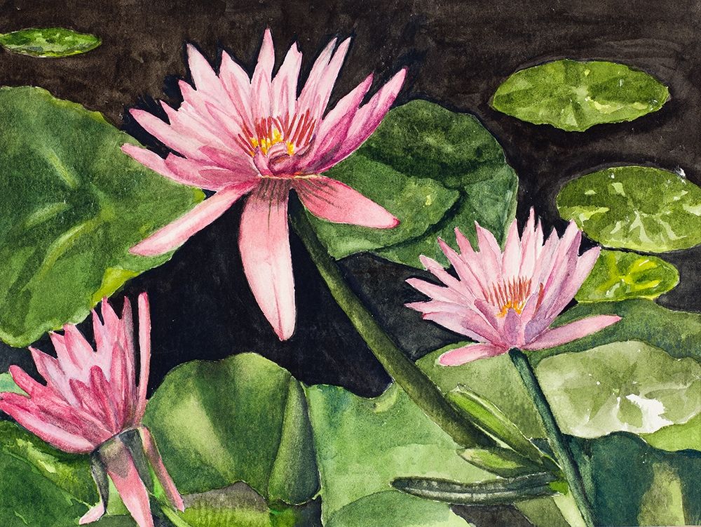 Water Lillies art print by Jan Odum for $57.95 CAD