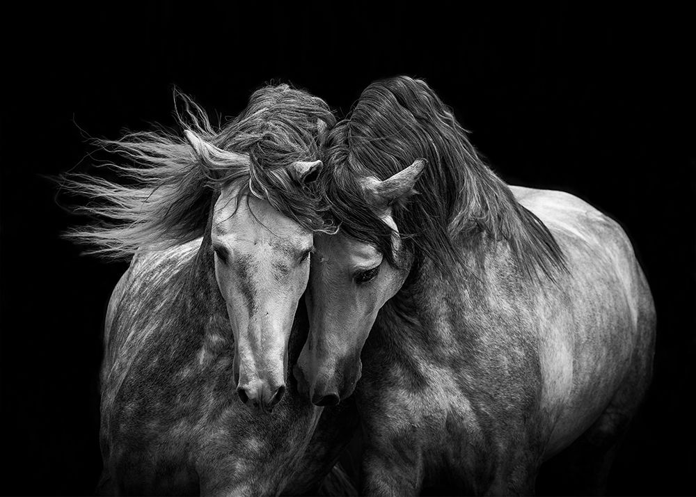 Horses in Love art print by Carol Walker for $57.95 CAD