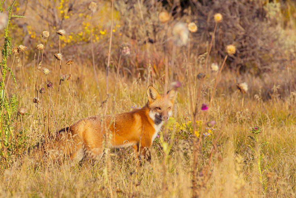 Fox Field I art print by Kathy Mansfield for $57.95 CAD