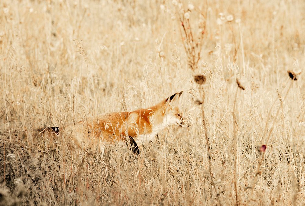 Hide and Hunt art print by Kathy Mansfield for $57.95 CAD