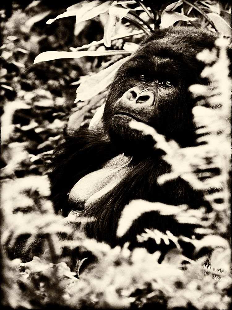 Gorilla art print by Niassa Lion Project for $57.95 CAD