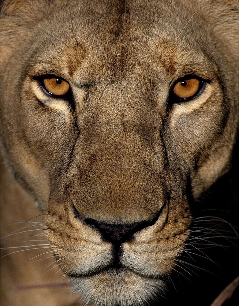 Golden Eyes art print by Niassa Lion Project for $57.95 CAD