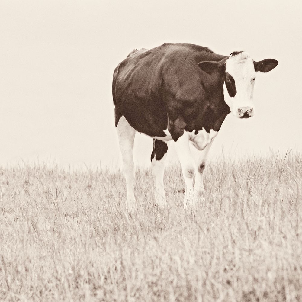 Vintage Cow on Field art print by Andy Amos for $57.95 CAD