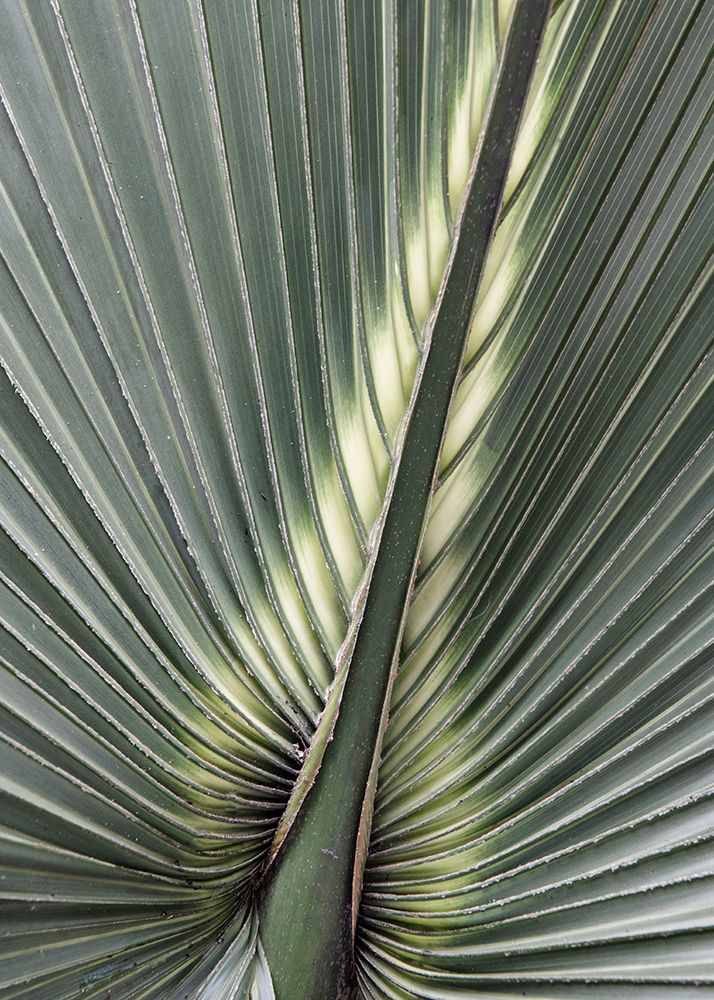 Organic Palm II art print by Andy Amos for $57.95 CAD