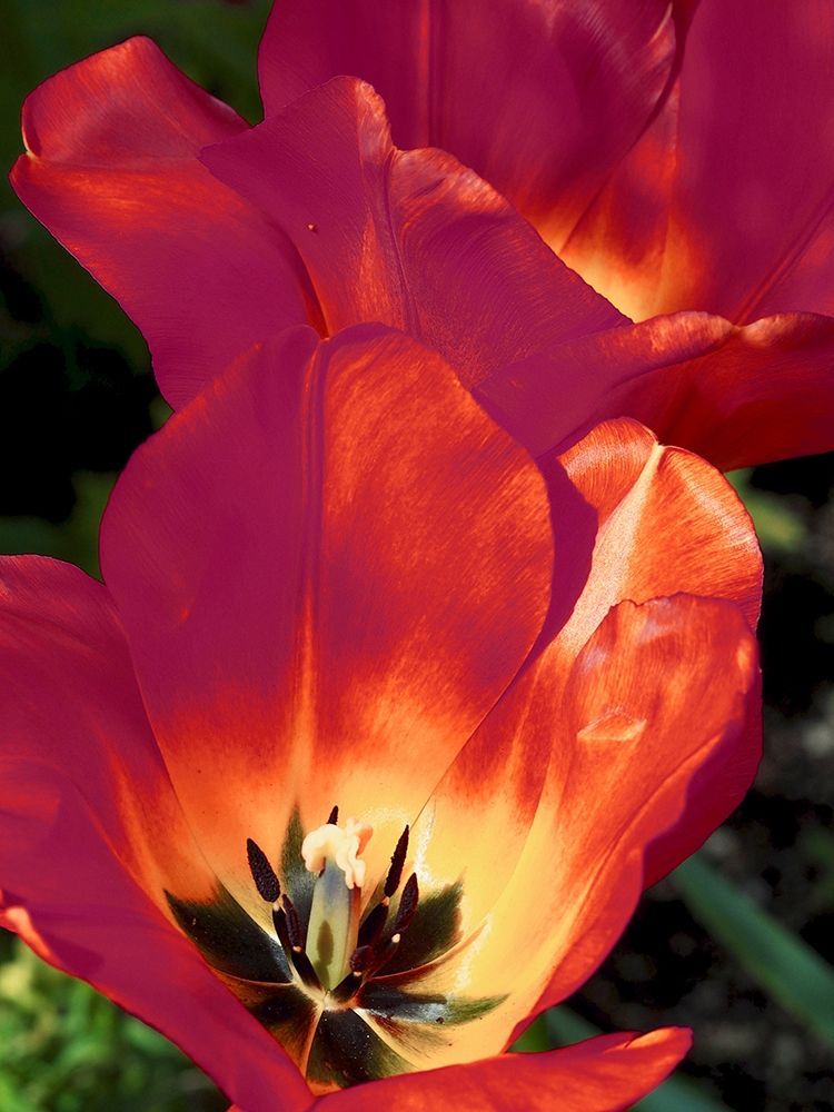 Romantic Tulips I art print by Gail Peck for $57.95 CAD