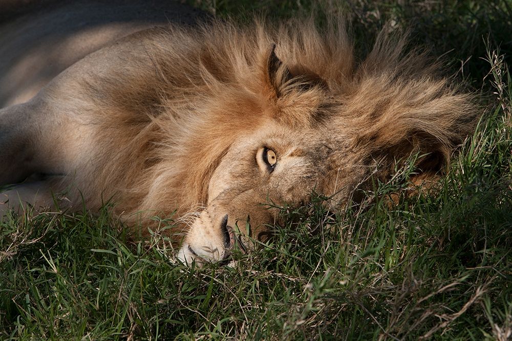 Sleeping Lion art print by Jimmyz for $57.95 CAD