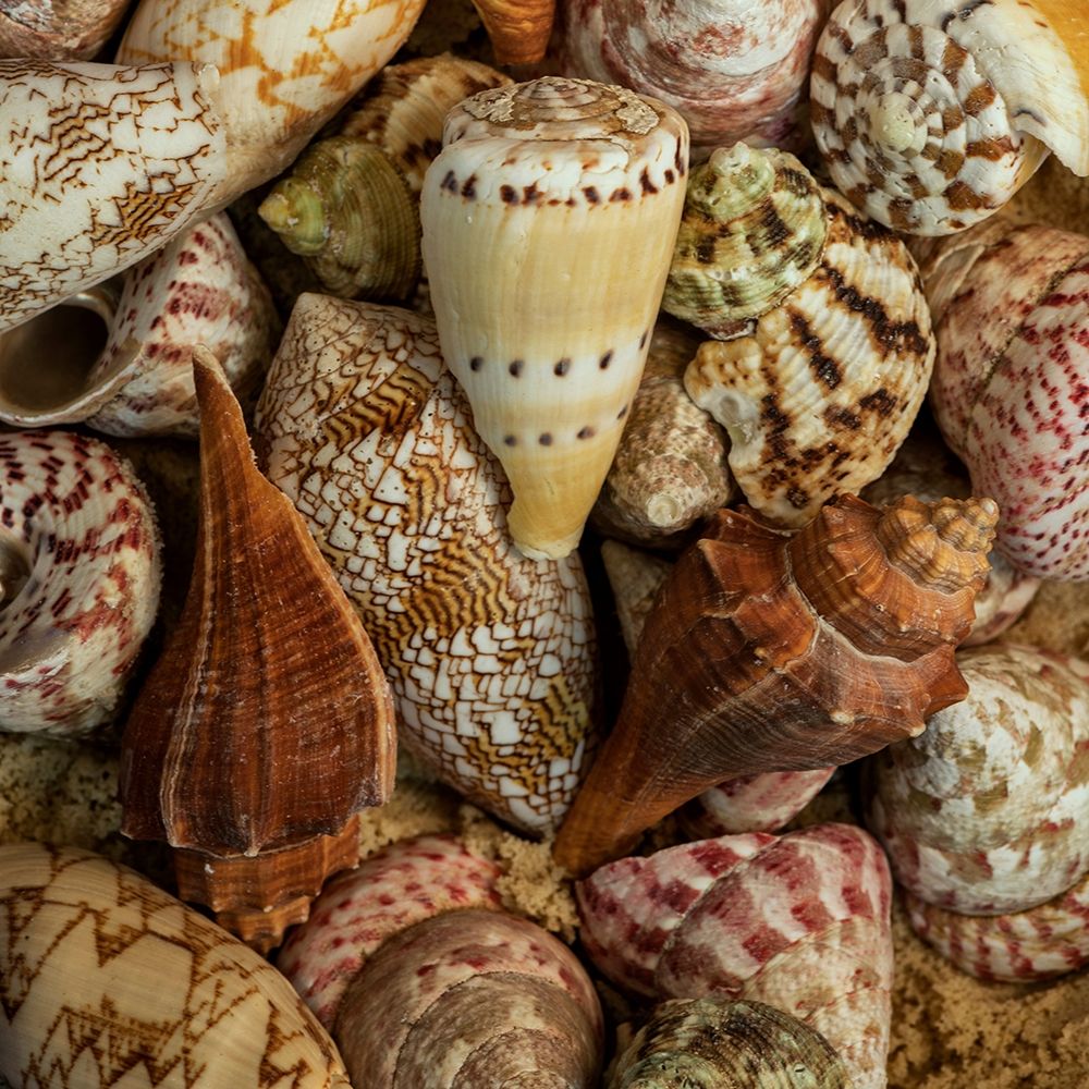 Mini Conch Shells I art print by Andy Amos for $57.95 CAD