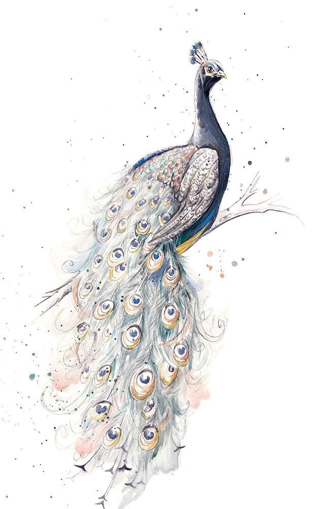 Peacock art print by Patricia Pinto for $57.95 CAD