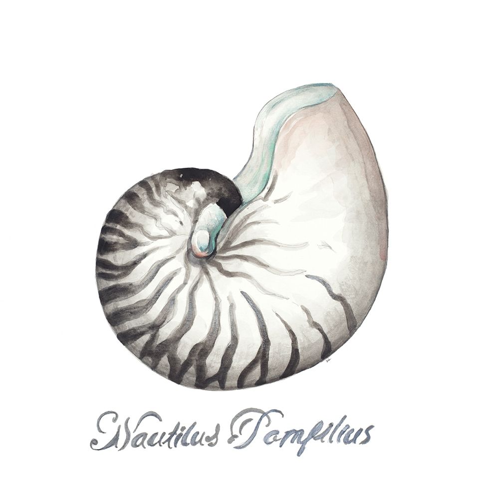 Nautilus art print by Patricia Pinto for $57.95 CAD