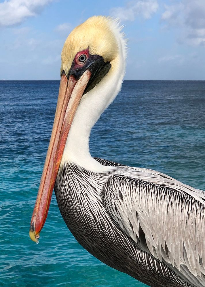 Pelican art print by Julie DeRice for $57.95 CAD