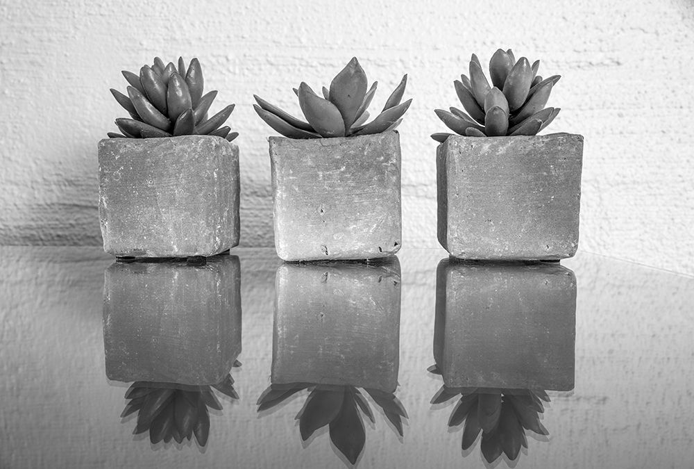 Potted Succulent art print by Bill Carson Photography for $57.95 CAD