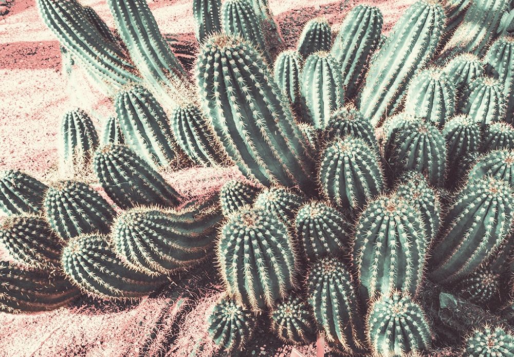 Cactus Muted Burst art print by Bill Carson Photography for $57.95 CAD