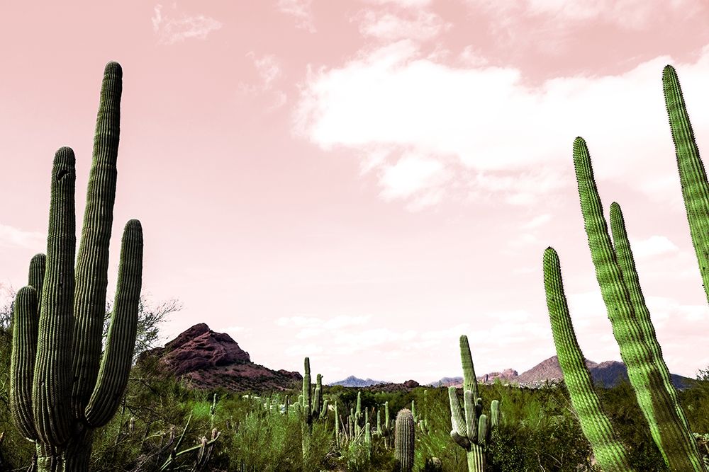 Cactus Landscape Under Pink Sky art print by Bill Carson Photography for $57.95 CAD