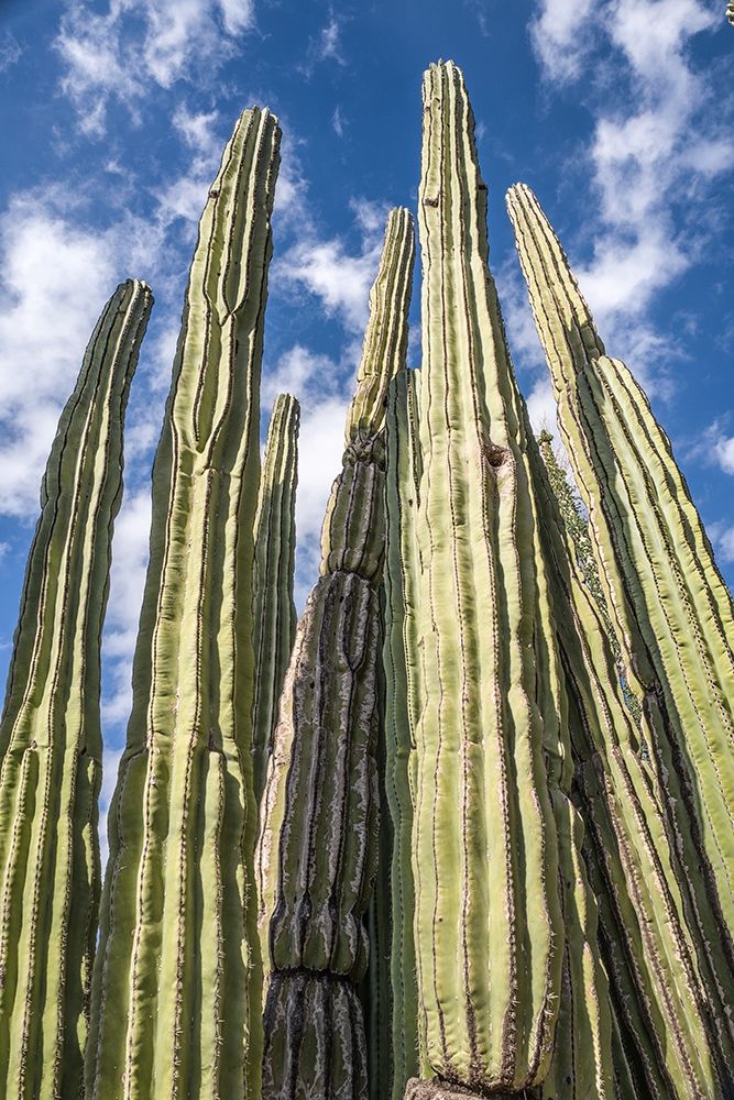 Tall Garden of Cactus art print by Bill Carson Photography for $57.95 CAD