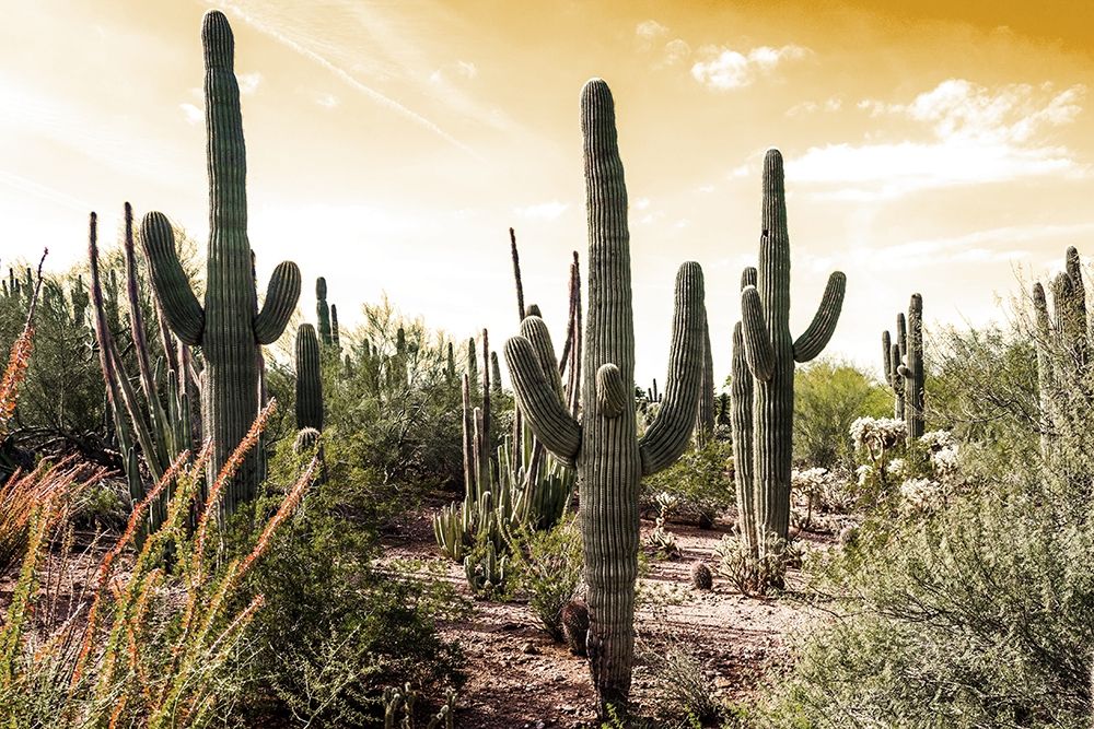 Cactus Field Under Golden Skies art print by Bill Carson Photography for $57.95 CAD