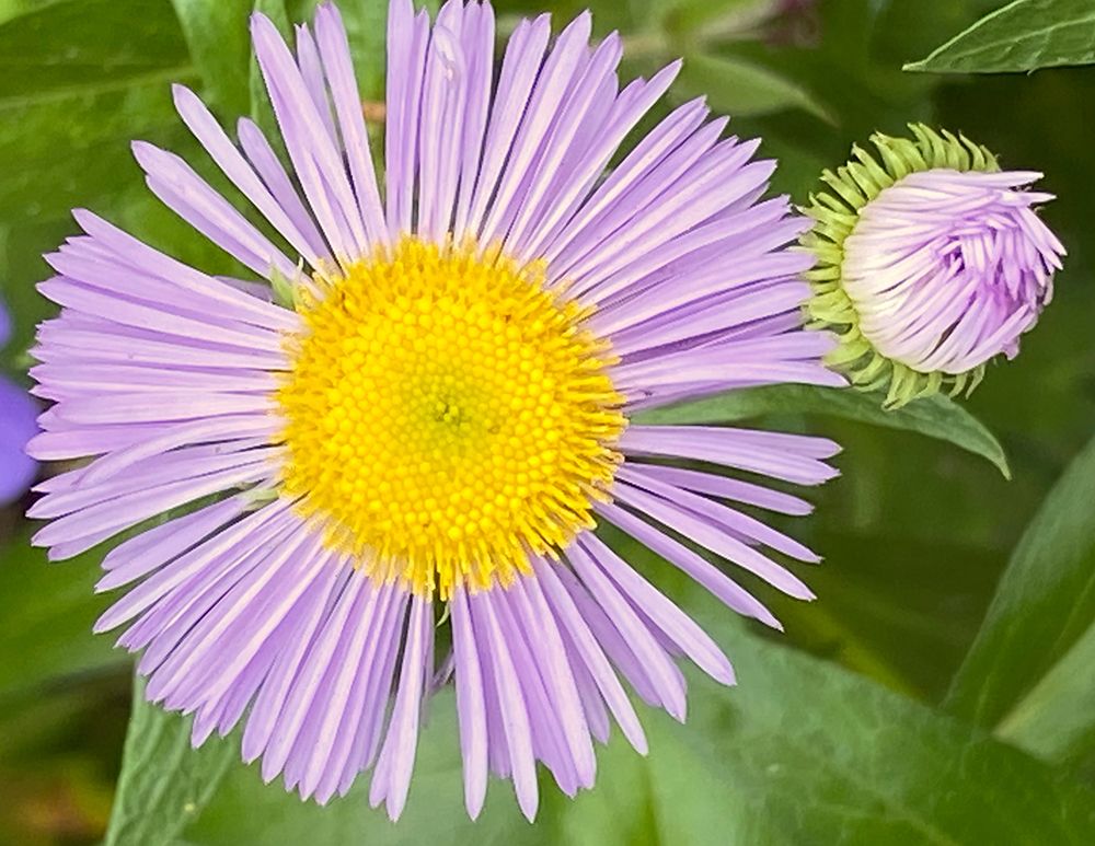 Purple Imperfection art print by Anna Coppel for $57.95 CAD