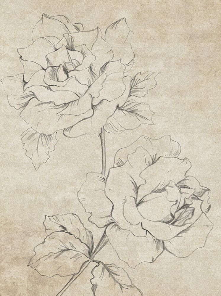 Rose Sketch Sepia art print by Patricia Pinto for $57.95 CAD