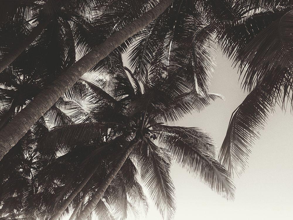 Meet Me Under The Palms art print by Acosta for $57.95 CAD