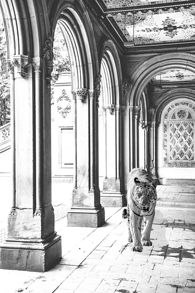 Tiger In Florence art print by Bill Carson Photography for $57.95 CAD