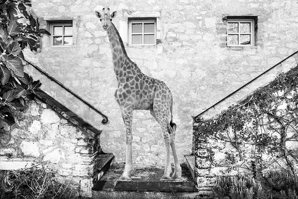 Tuscany Giraffe art print by Bill Carson Photography for $57.95 CAD