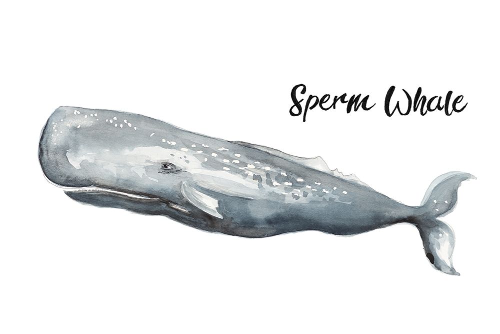 Sperm Whale art print by Patricia Pinto for $57.95 CAD
