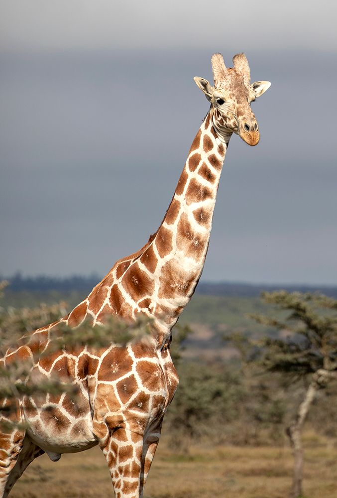Gazing Giraffe art print by Kathy Mansfield for $57.95 CAD