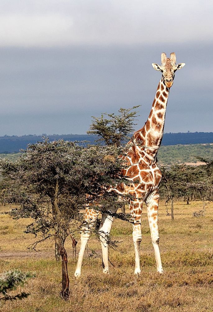 Spying Giraffe art print by Kathy Mansfield for $57.95 CAD