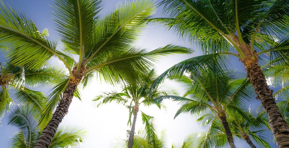 Oahu Palms art print by Bill Carson Photography for $57.95 CAD