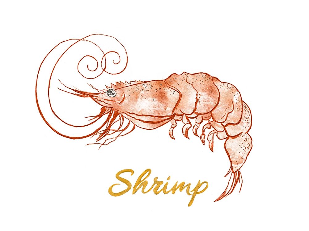 Shrimp art print by Patricia Pinto for $57.95 CAD