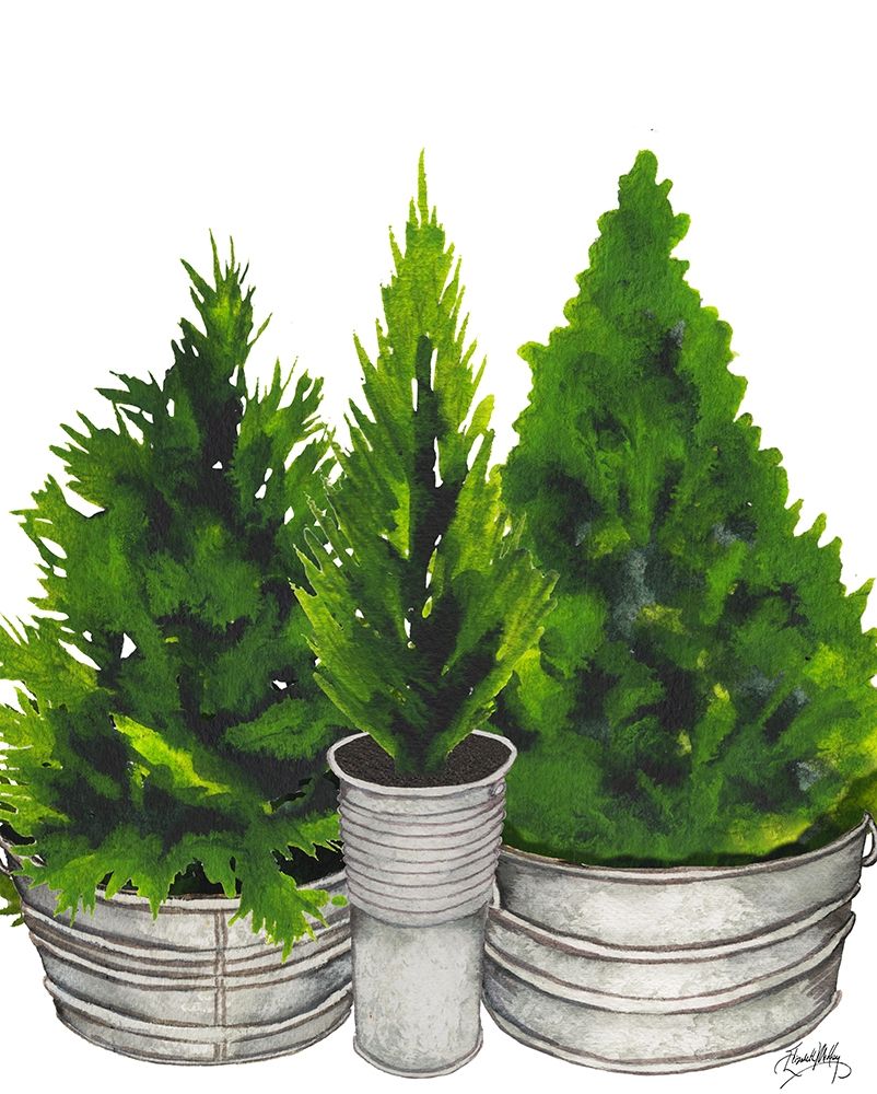 Evergreens in Galvanized Tins art print by Elizabeth Medley for $57.95 CAD