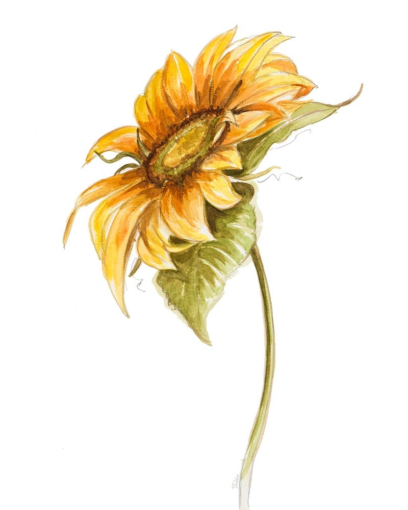 Harvest Gold Sunflower I art print by Patricia Pinto for $57.95 CAD