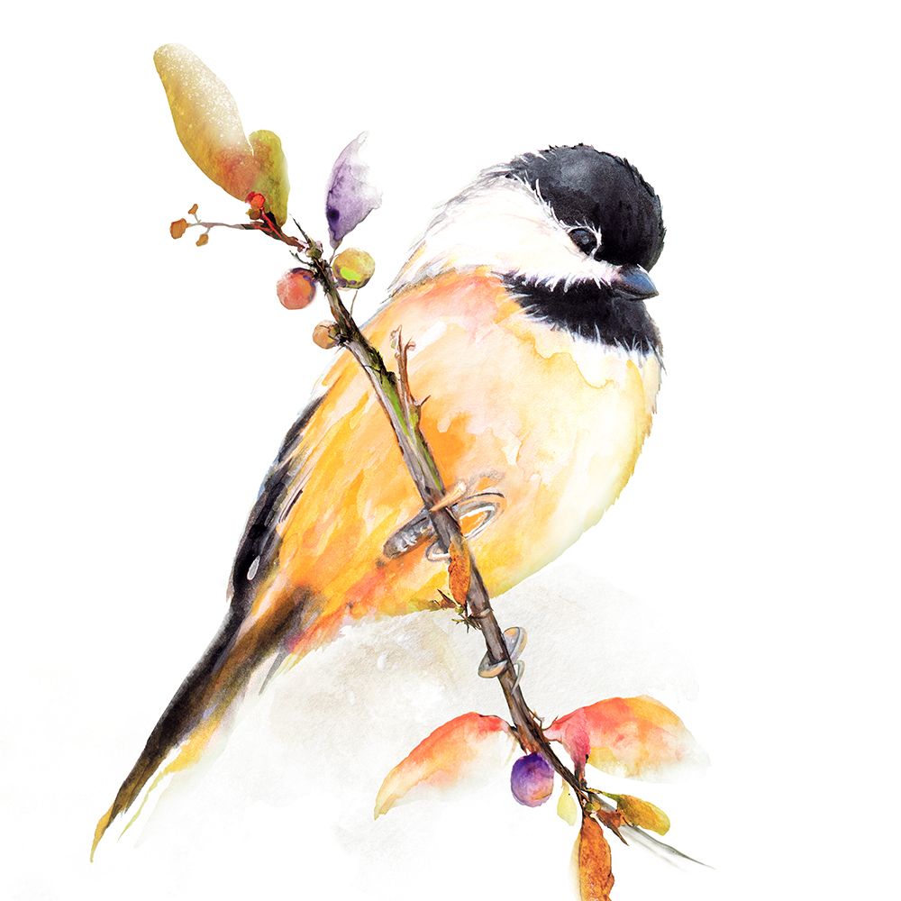 Watercolor Chickadee I art print by Diannart for $57.95 CAD