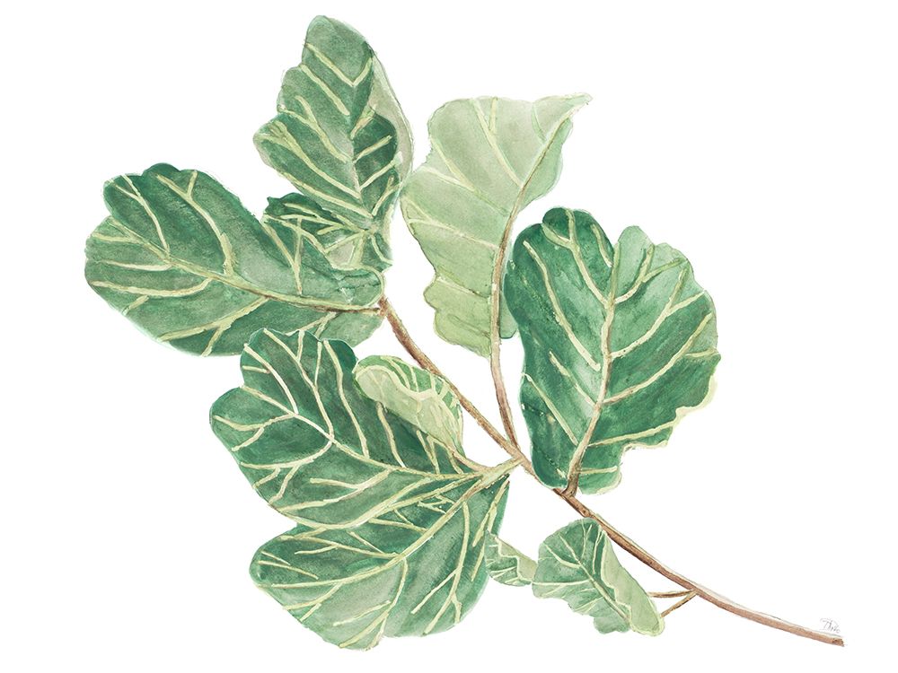 Fiddle Fig Leaf II art print by Patricia Pinto for $57.95 CAD
