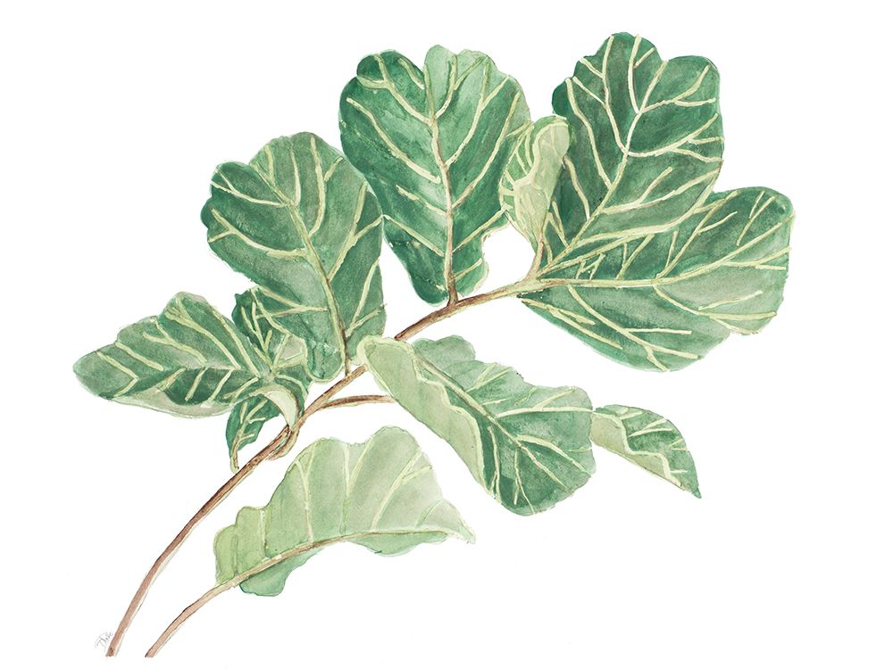 Fiddle Fig Leaf I art print by Patricia Pinto for $57.95 CAD