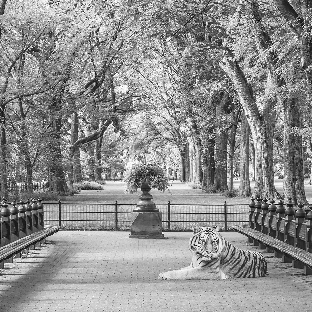 Tiger In Central Park art print by Bill Carson Photography for $57.95 CAD