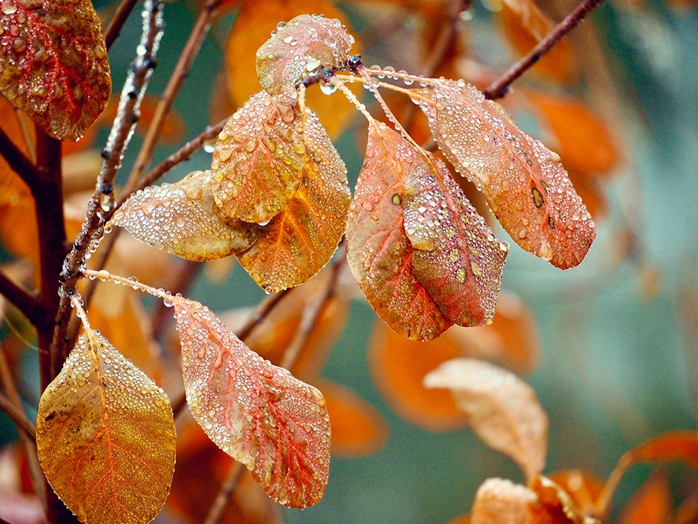 Dew Drops On Autumn Leaves art print by Gail Peck for $57.95 CAD