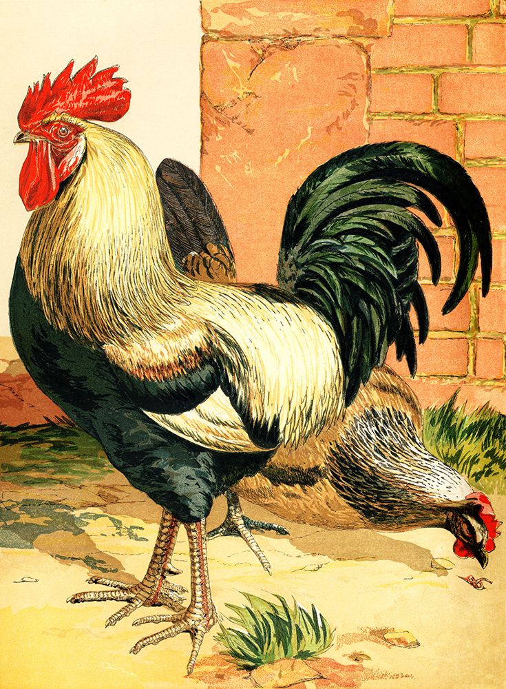 Rooster art print by Piddix for $57.95 CAD