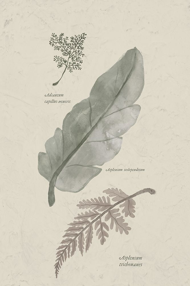 Fern Study I art print by Elizabeth Medley for $57.95 CAD