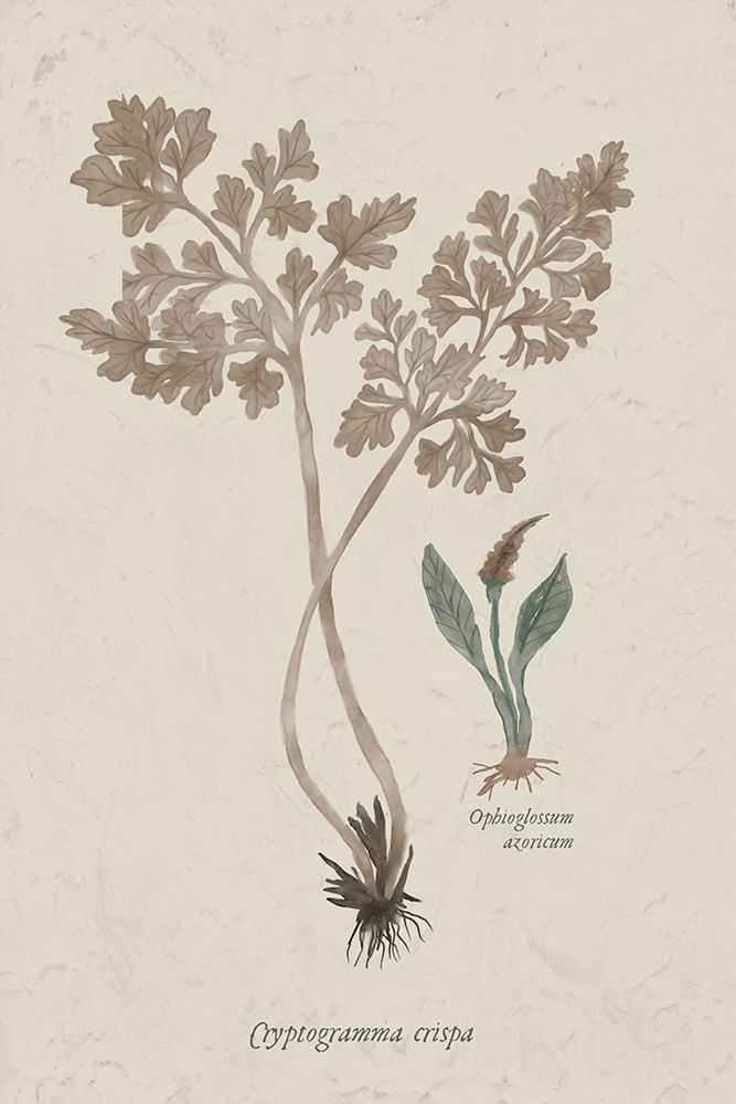 Fern Study II art print by Elizabeth Medley for $57.95 CAD