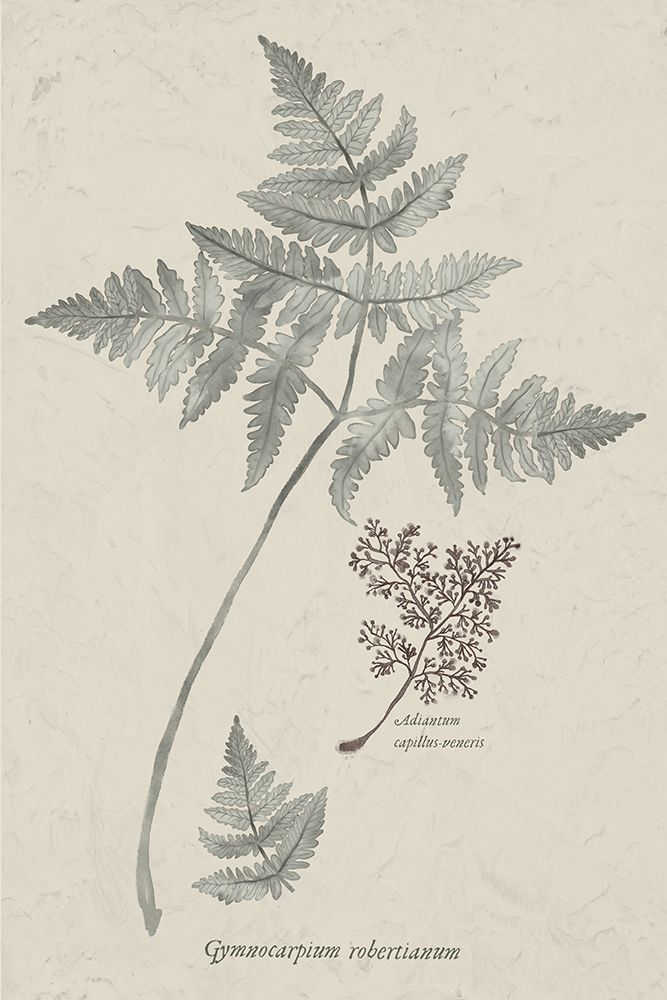 Fern Study III art print by Elizabeth Medley for $57.95 CAD