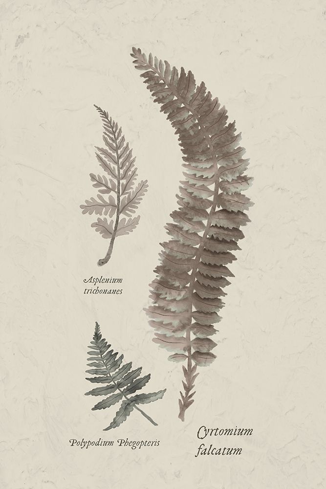 Fern Study IV art print by Elizabeth Medley for $57.95 CAD